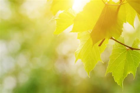 Premium Photo Sunny Green Vine Leaves