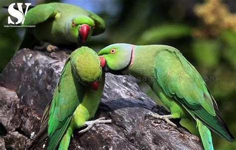 Sri Lanka Wildlife Parakeets Mating Ritual Of Parakeet Flickr