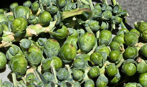 All You Need To Know About Growing Brussels Sprouts Garden And Happy