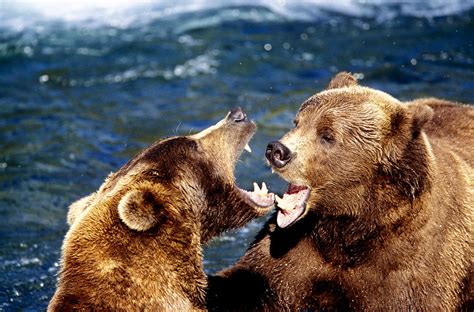 Grizzly Bear Cubs Playing Photograph By Greg Ochocki Fine Art America