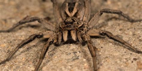Common Oklahoma House Spiders Emtec Pest Control