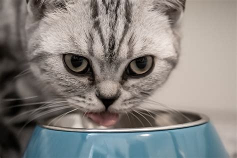 Blue buffalo cat food do not fill their cat food with corn wheat, soy or artificial flavors, colors or preservatives. Blue Buffalo Basics Cat Food: How Basic is This Food ...