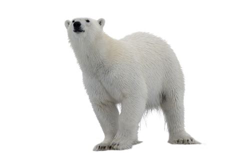 Polar Bear Isolated On White Background Stock Photo Download Image