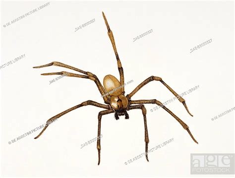 Recluse Spider Or Brown Recluse Spider Loxosceles Reclusa Sicariidae