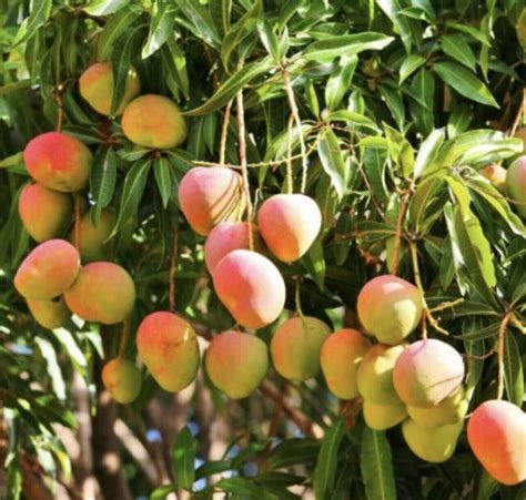 Grafted Alphonso Mango Manera Live Fruit And 50 Similar Items