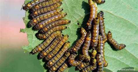How To Get Rid Of Caterpillars On Plants Naturally Lyon Frouleem