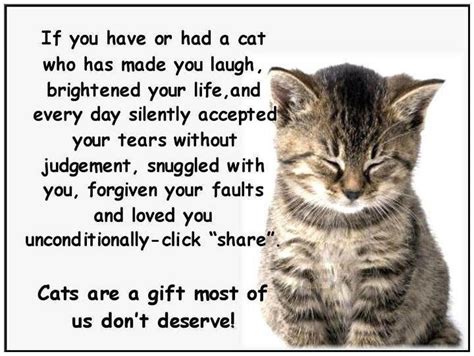 Quotes I Love Cats And Dogs Quotesgram