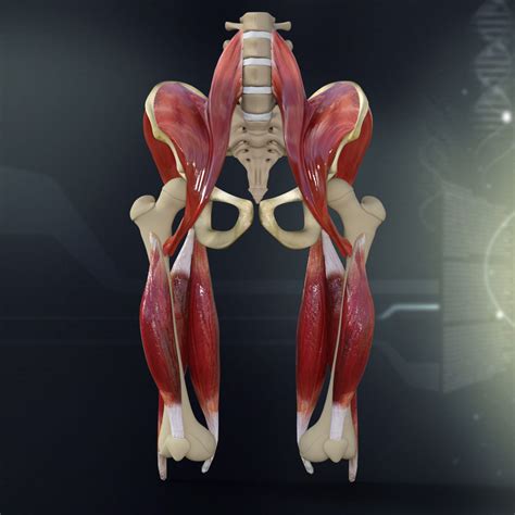 Human Pelvis Muscle Bone Anatomy 3d Model Cgtrader