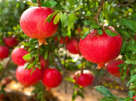 And since only female flowers turn into fruit, this large healthy pomegranate tree produces only a few pieces of fruit each year. Pomegranate Tree - Diaco's Garden Nursery Melbourne