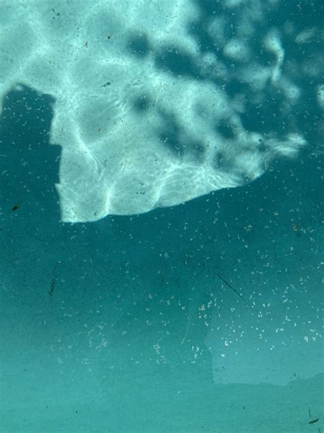 What Are These Little White Flakes On The Top Of My Pool Swimmingpools