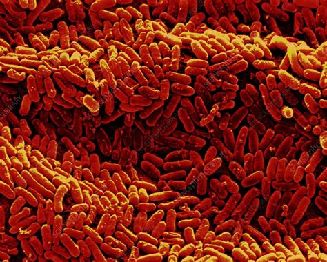 Escherichia Coli Bacteria Sem Stock Image C0528072 Science