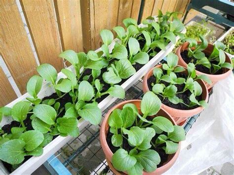 Selain itu, kebun sayur juga merupakan cara yang bermanfaat untuk meningkatkan daya tarik lingkungan di sekitar rumah anda. Pin oleh sofea Nani di kebun sayur mini | Kebun sayur ...