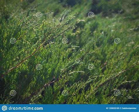 Natural Green Background Dark Plant Green Texture Stock Image Image