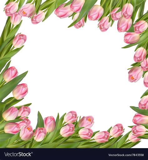 Tulip Flower Spring Border Eps 10 Royalty Free Vector Image