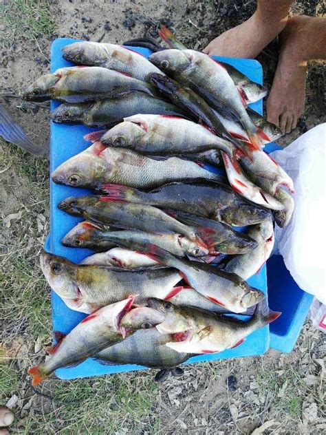 3 Days Of Redfin Fishing Fishing Wa Fishing