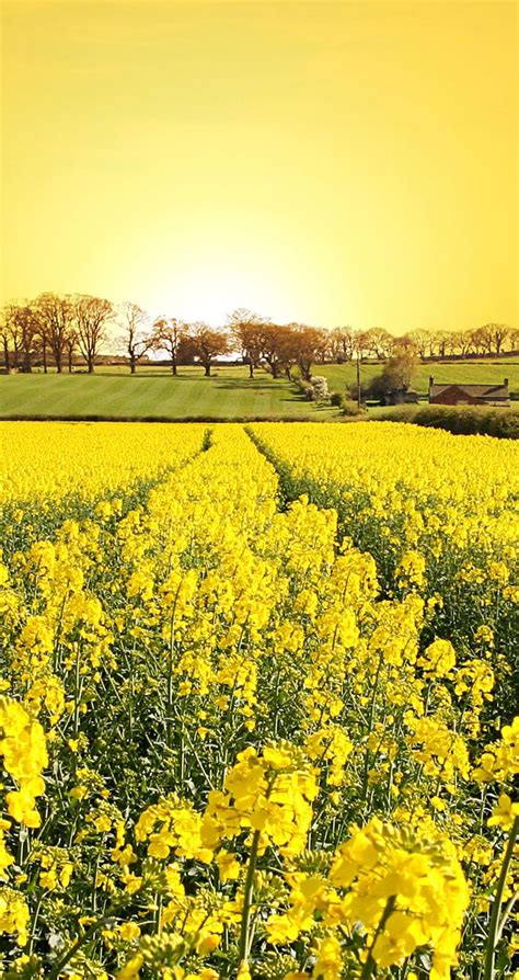 Yellow Flower Field Spring Wallpaper