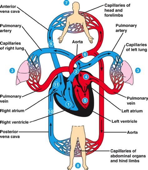 Human heart diagram anatomy picture valves arteries the right side of heart in human heart diagram. Circulatory System - Miss Jackson Science 7