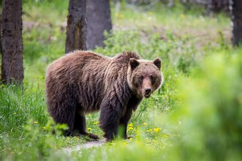 20 Amazing Grizzly Bear Facts Our Planet
