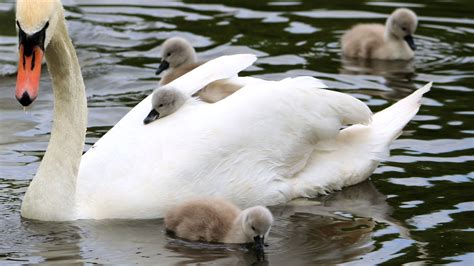 Swans Nest And Hatching Of Cygnets Youtube