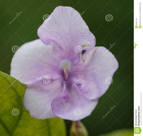Costa Rica Flora Stock Photo Image Of Bloom Fortuna 92307194