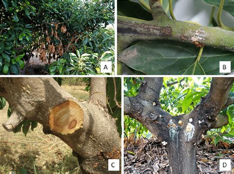 Disease Symptoms On Avocado Tree Branches Associated With Dieback A