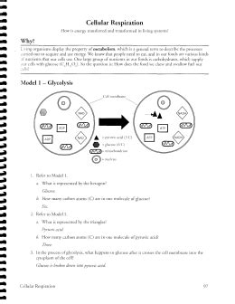 Photosynthesis and respiration pogil answer key photosynthesis and respiration pogil answers pdf author: studylib.net - Essys, homework help, flashcards, research papers, book report and other