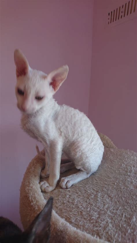 Family raised tica registered we have 3 kittens available. cornish rex kittens for sale | Boston, Lincolnshire ...