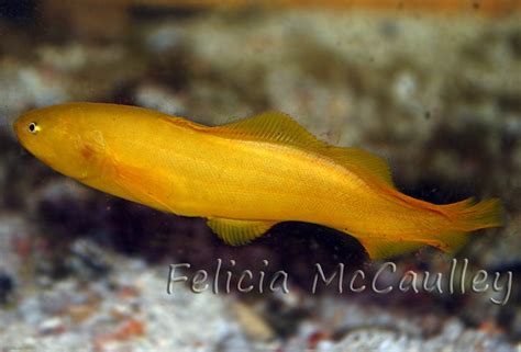 Brotulid Yellow Eel Goby The Livebearing Fish Is Known By Flickr