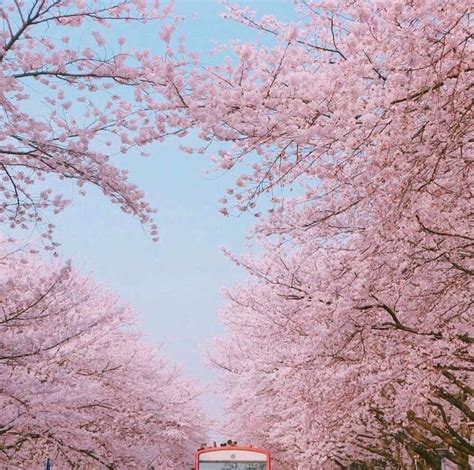 A Red Bus Driving Down A Street Lined With Blossoming Trees