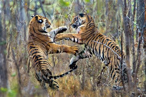 Two Fighting Bengal Tigers India Photograph By Panoramic Images Fine