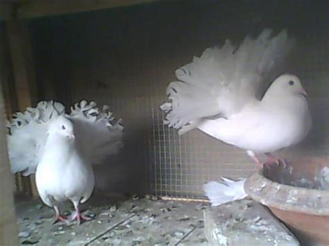 Beautiful Usa And Uk Fancy Pigeons Lakky Pigeons Kabootar ~ Kabootar