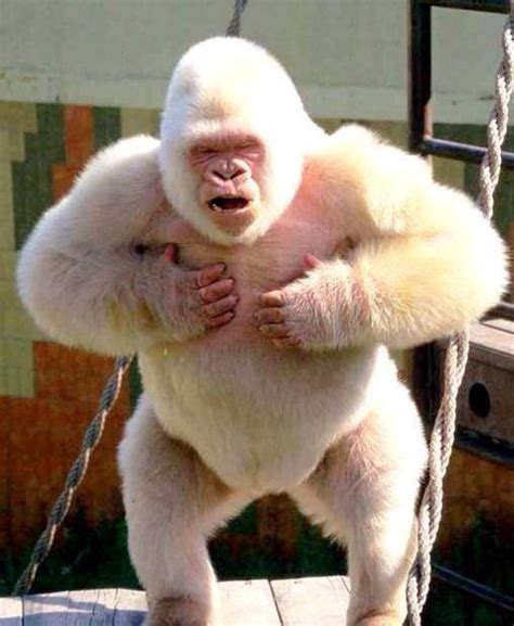 The Worlds Only Albino Gorilla Meet Snowflake Albino Gorilla Rare