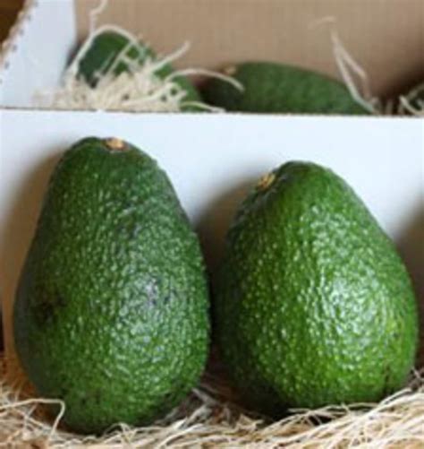 Best Place To Store Avocados In The Refrigerator Kitchn