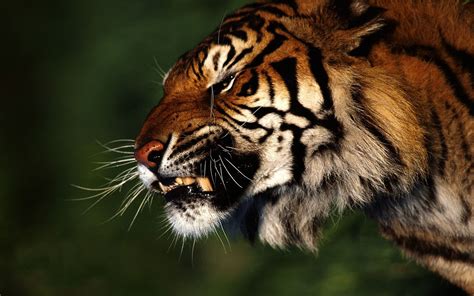Angry Tiger Wallpaper K