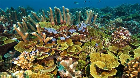 Will We Ever Lose All Of Our Coral Reefs Bbc Future