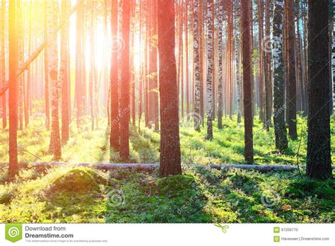 Sunrise In Pine Forest Stock Photo Image Of Green Nature 67206770