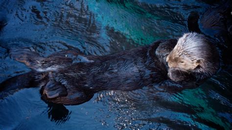 The Fantastic Fur Of Sea Otters Kqed