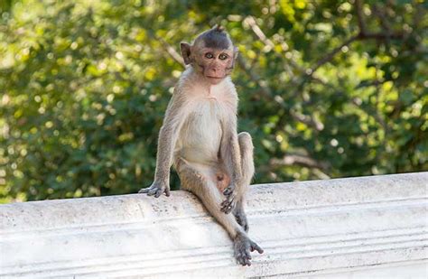 26 Fakta Lucu Tentang Monyet Yang Belum Kamu Tahu Misteri Fakta Dan Fenomena