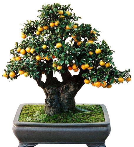 6 Best Dwarf Fruit Trees For Containers Rayagarden