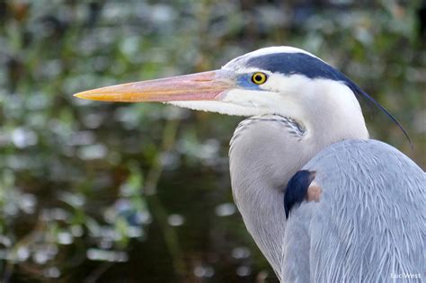 Photos Of Florida Gulf Coast Birds Luci Westphal