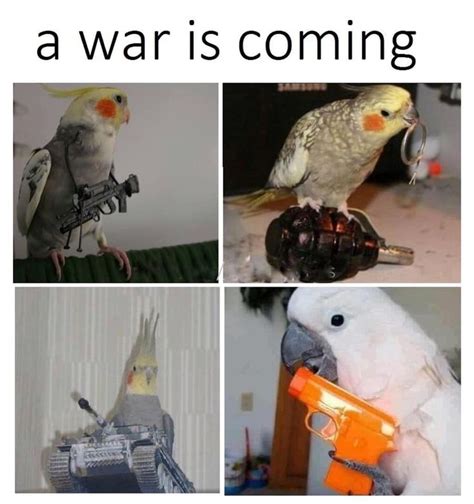 Birb Memes Bird Memes Animals