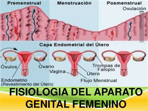 Ppt Anatomia Y Fisiologia Del Aparato Reproductor Femenino Powerpoint