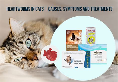 Heartworms In Cats Causes Symptoms And Treatments