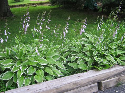 Long (40 cm), with prominent veins slightly ribbed. Pin by Teddi Wright on Easy and Elegant Perennials ...