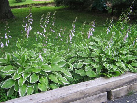 Hydrangea, due to its thick foliage growth, is a good plant if you want more privacy. Pin by Teddi Wright on Easy and Elegant Perennials ...