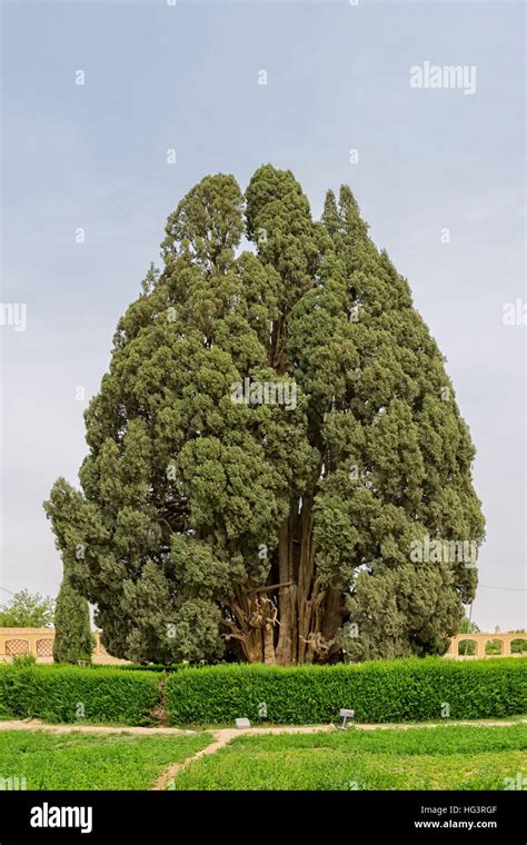 Cedar Tree Asia Hi Res Stock Photography And Images Alamy