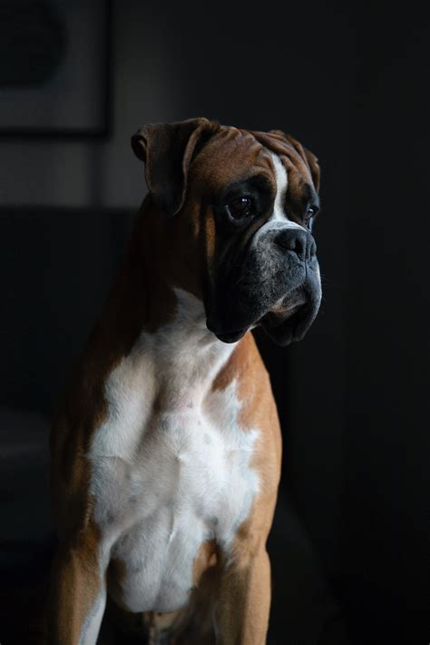 5 Boxer Dog Facts And Fun Information On The Breed