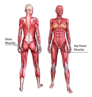 Diagram representing the posterior view of the gluteus medius and gluteus minimus. Achieving Gorgeous Glutes! - Exercises For Injuries