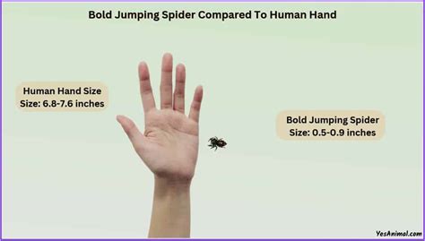 Bold Jumping Spider Size Explained And Comparison With Others