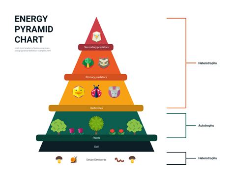 How To Create A Stunning Pyramid Chart In 5 Steps Venngage